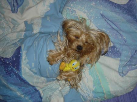 TOMY