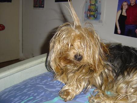 tomy
